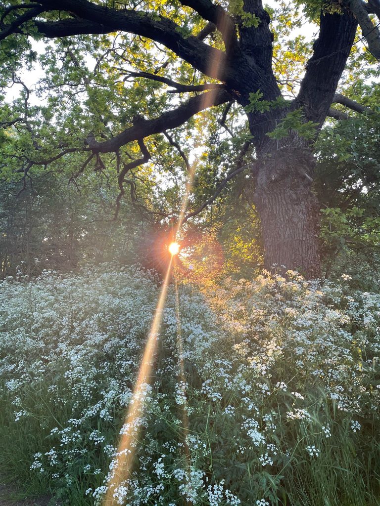 a forest with sun glare
