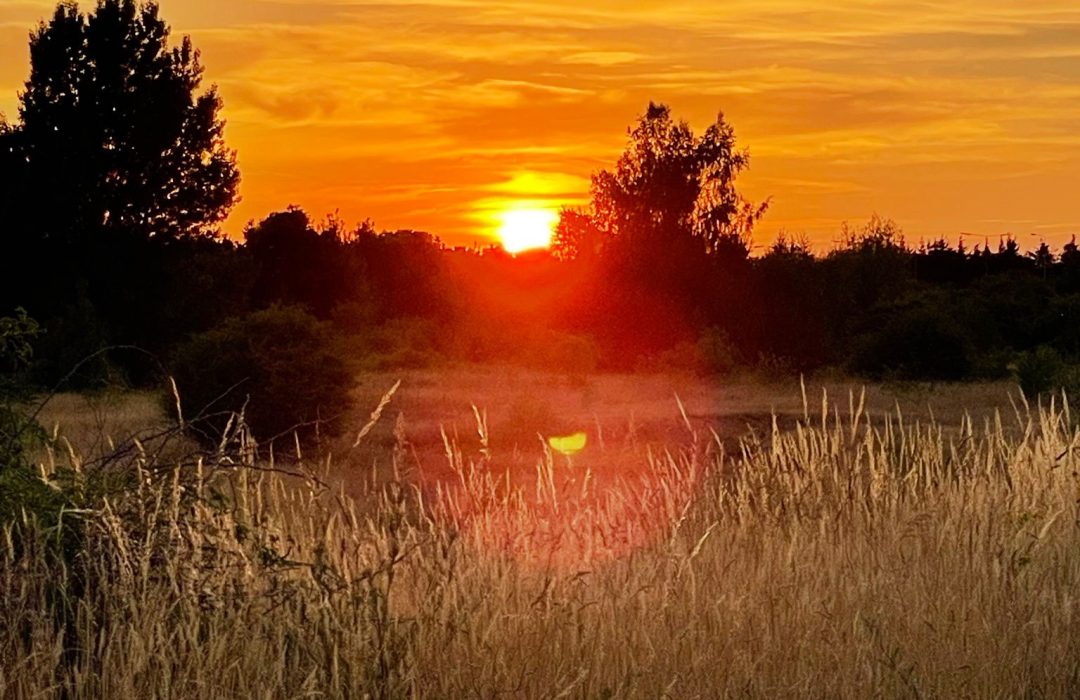orange sunset over field