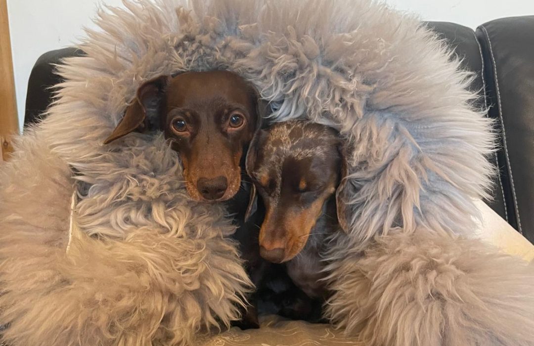 two dogs under fluffy blanket