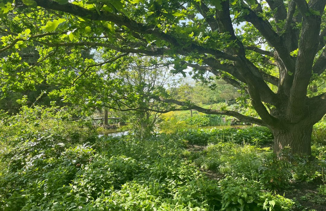 very green forest