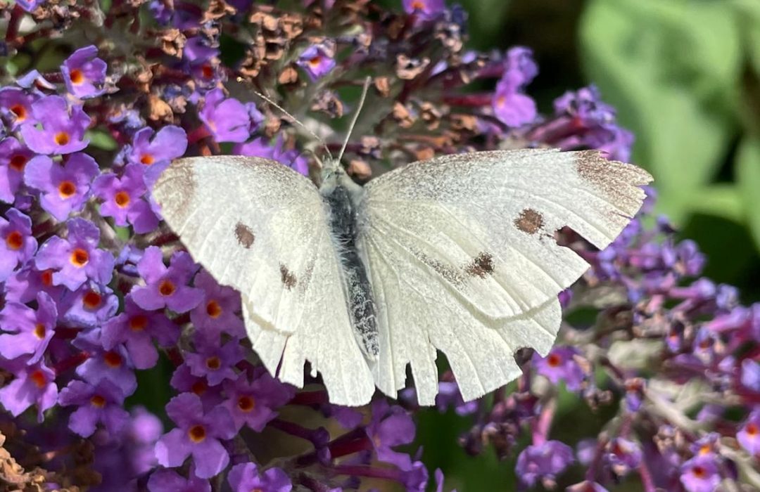 white butterfly on purple flowers